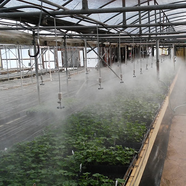 Misting Geranium Cuttings PWP Greenhouses