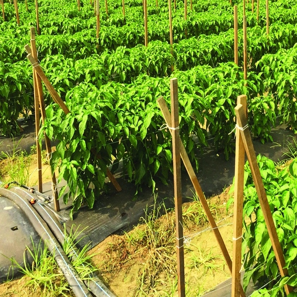 This is an example of the tomato stake we carry for vegetable farming.